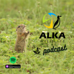 Obrázek podcastu ALKA Wildlife Podcast