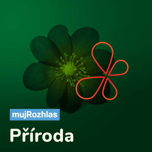 Obrázek epizody Zvídavec Evy Sinkovičové: Uzvedl by 10leté dítě a stiskem klepet se vyrovná síle lva. Jak velký je krab palmový?