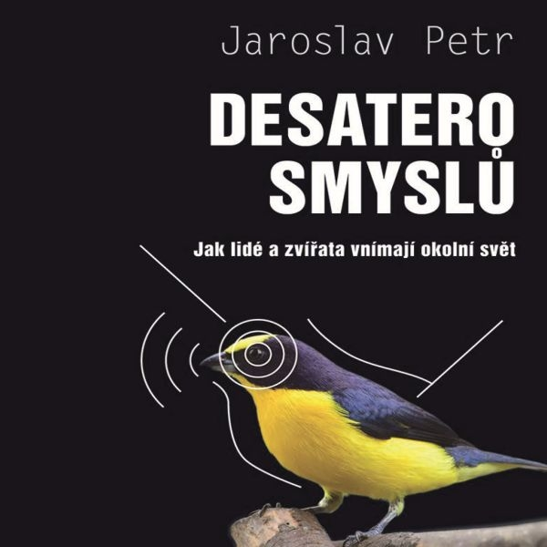 Obrázek podcastu Desatero smyslů