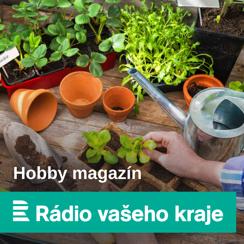 Obrázek epizody Do velikonoční nádivky nejen kopřiva. Vyzkoušejte bršlici, popenec a divoké česneky