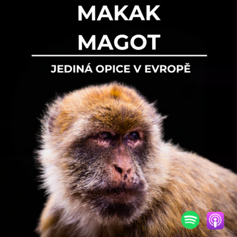 Obrázek epizody 83: Jediná evropská opice | Makak magot