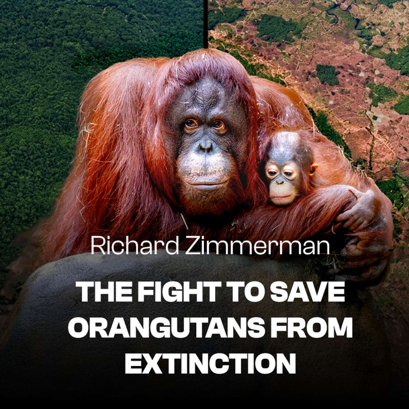 Obrázek epizody What’s Really Happening to Orangutans in Borneo & Sumatra | Richard Zimmerman