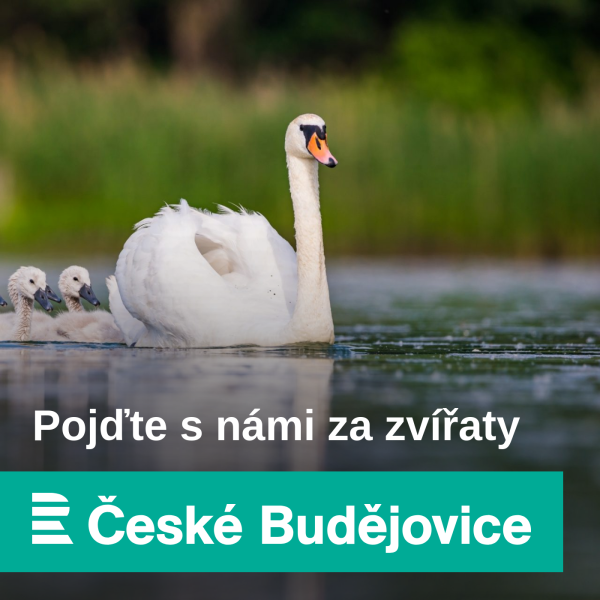 Obrázek epizody Než pustí televizi, musí se zeptat papouška. Alexandr malý je velmi společenský a vše komentuje