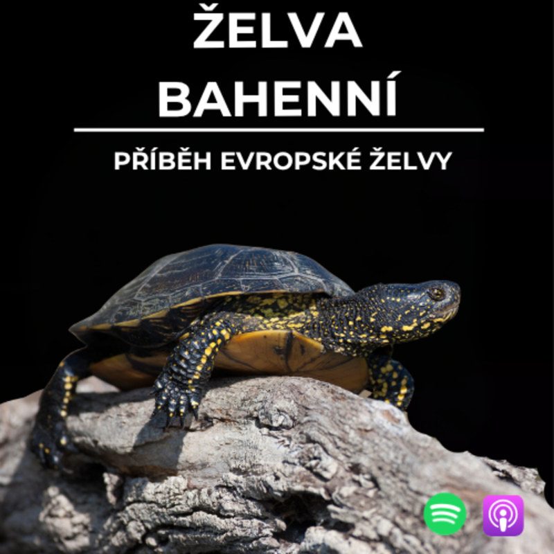 Obrázek epizody 82: Příběh evropské želvy | Želva bahenní
