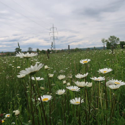 Obrázek epizody #09: Biodiverzita v ovocných sadech
