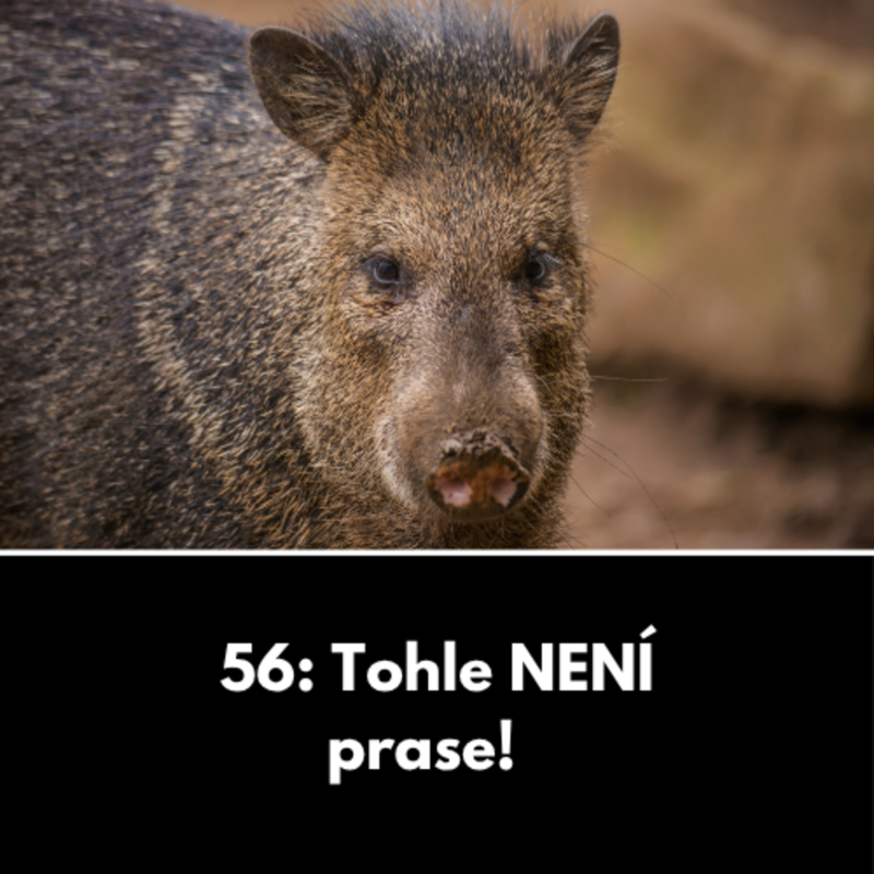 Obrázek epizody 56: Tohle NENÍ prase!
