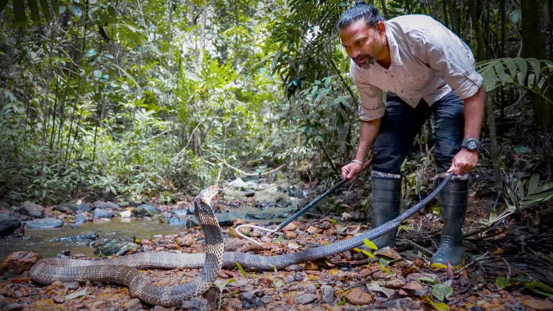 Obrázek epizody A king cobra bite -- and a scientific discovery | Gowri Shankar
