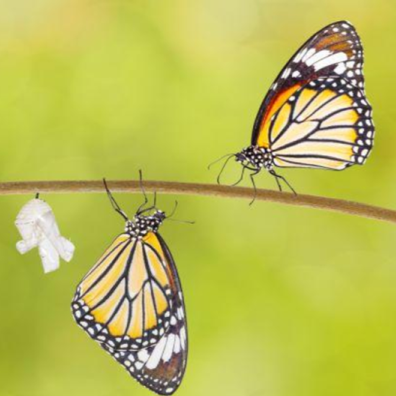 Obrázek epizody Evangelium je o proměně