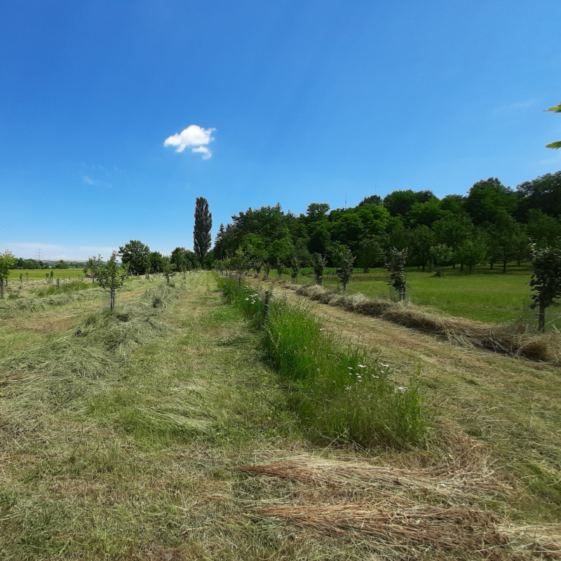 Obrázek epizody #10: Nejlepší péče o trávu pod stromy