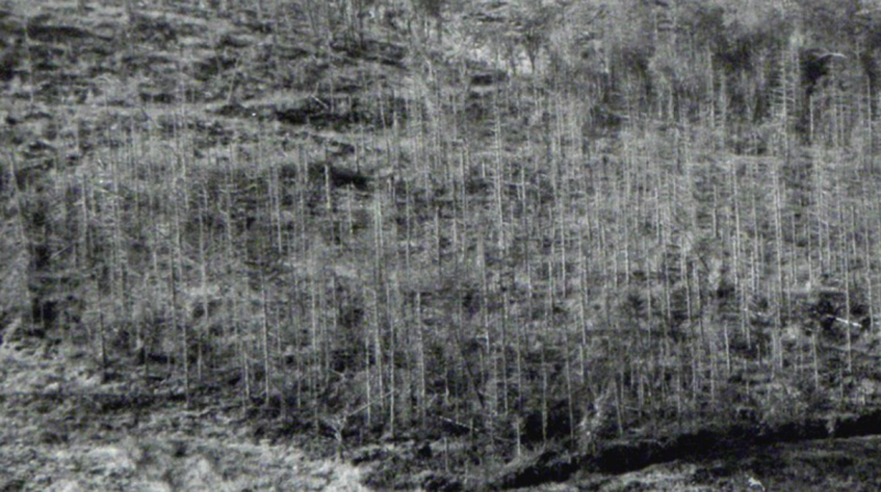 Obrázek epizody A co na to lesy? Díl druhý