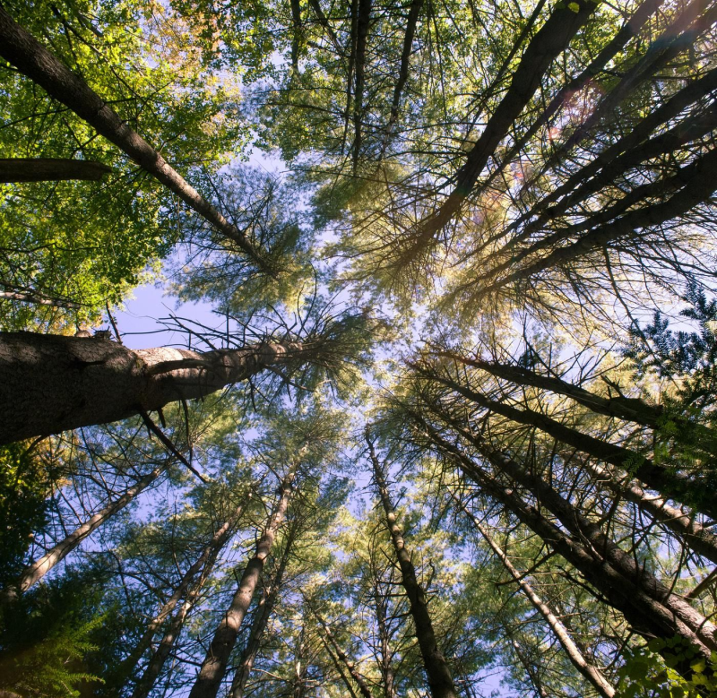 Obrázek epizody The Buried Bodies Case