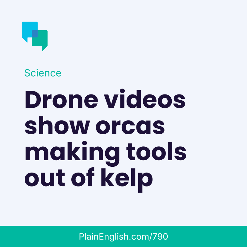 Obrázek epizody Drone video shows orcas using kelp as a tool
