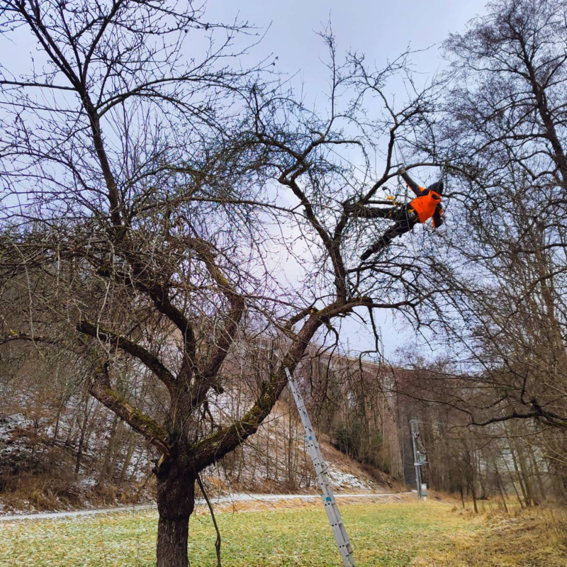 Obrázek epizody #05: Nejčastější chyby u řezu ovocných stromů