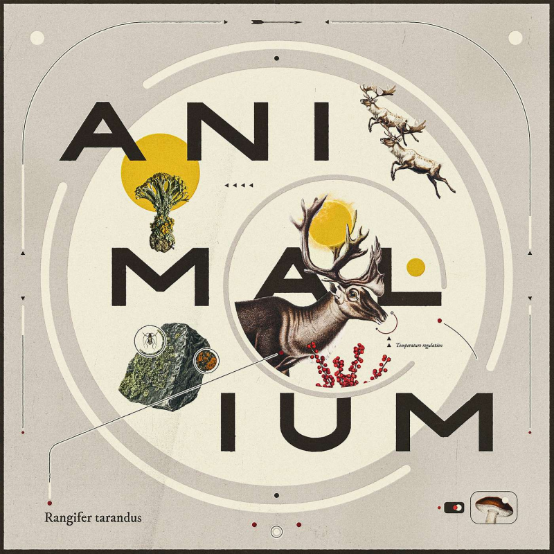 Obrázek epizody Animalium: Vánoční sob