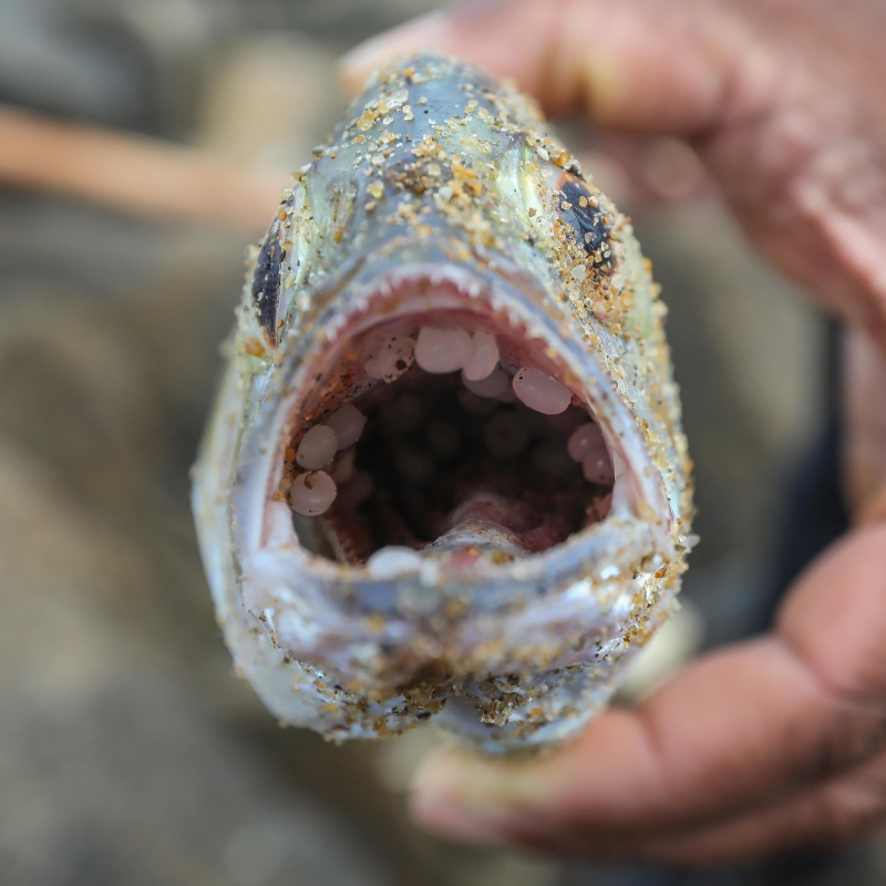 Obrázek epizody Why can’t the world get its act together on plastics?