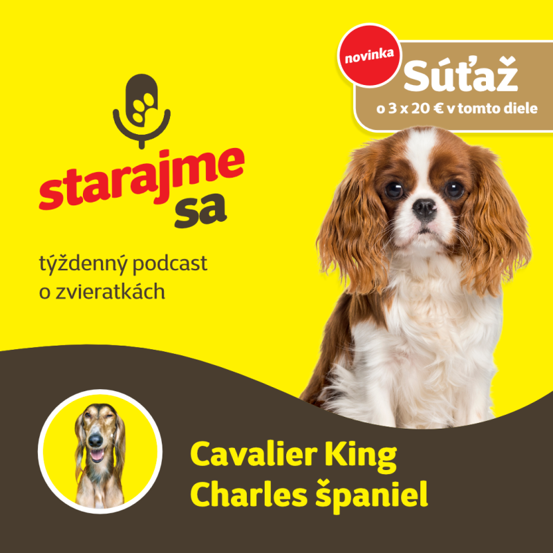 Obrázek epizody Psy: Cavalier King Charles španiel
