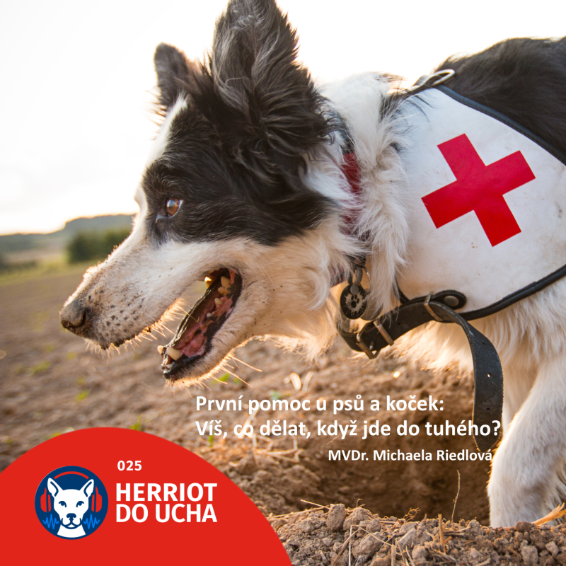 Obrázek epizody #25 🐕🐈‍⬛ První pomoc u psů a koček: víš, co dělat, když jde do tuhého? - MVDr. Michaela Riedlová
