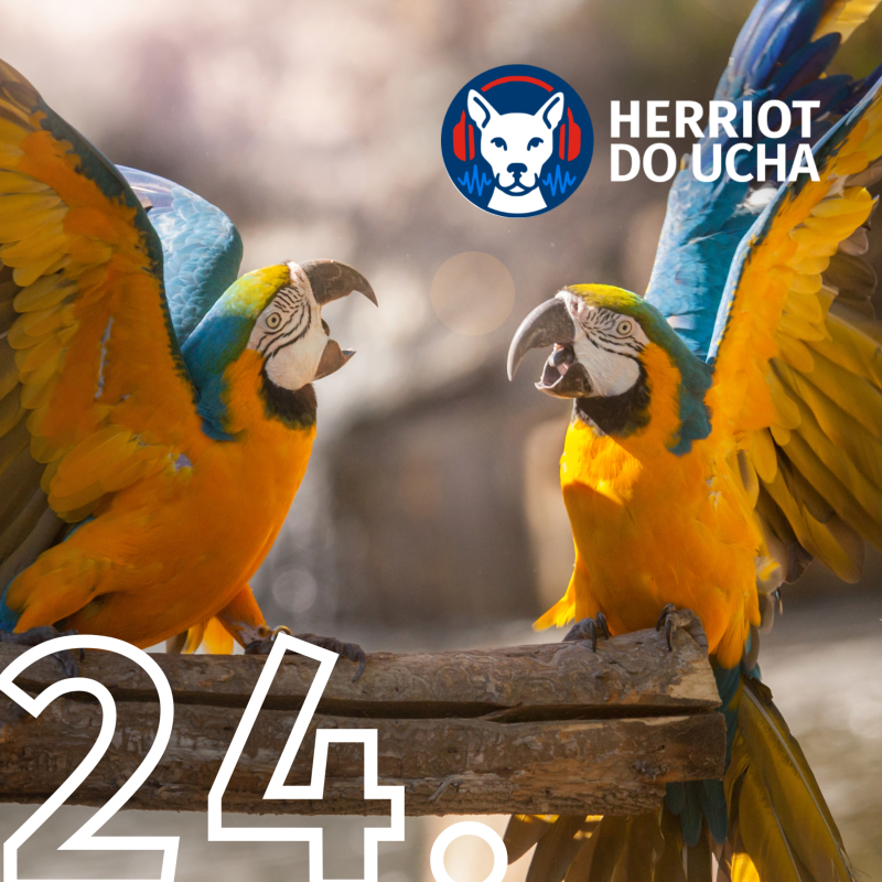 Obrázek epizody #24 Letem ptačí říší 🦜🐦 - MVDr. Lubica Nečasová. Podcast o chovu papoušků a exotického ptactva.