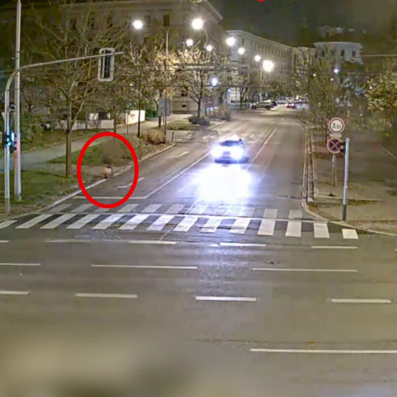 Obrázek epizody Krimi zprávy (1109)