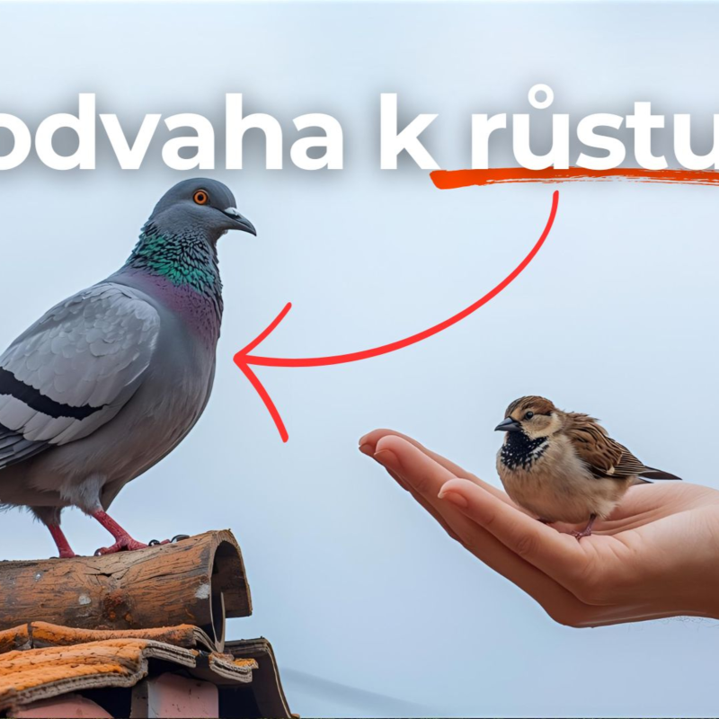 Obrázek epizody Lepší holub na střeše než vrabec v hrsti