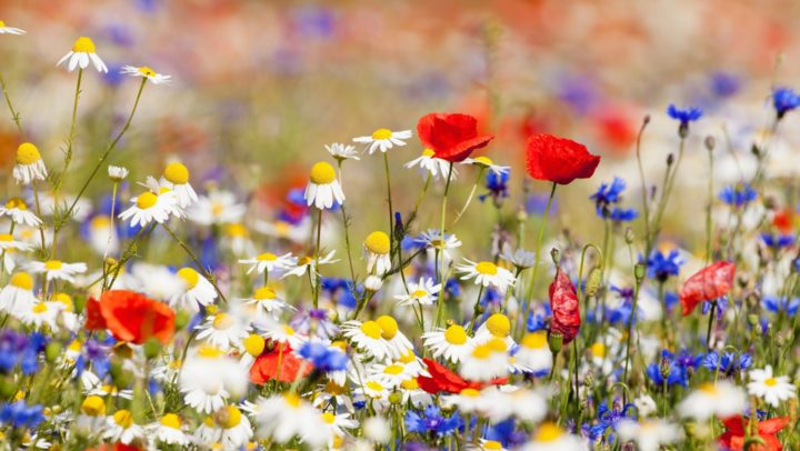 Obrázek epizody HOROSKOPY: Býci, hvězdy stojí při vás, bdí nad vaším domovem a štěstím, pokud si to sami něco nepokazíte