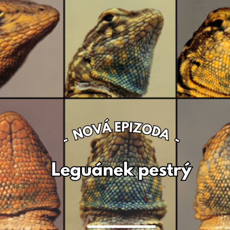 Obrázek epizody 28: Hra kámen-nůžky-papír, která trvá už 15 000 000 let