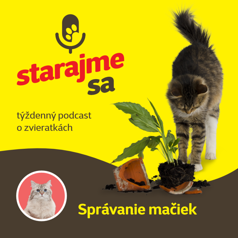 Obrázek epizody Mačky: Správanie mačiek