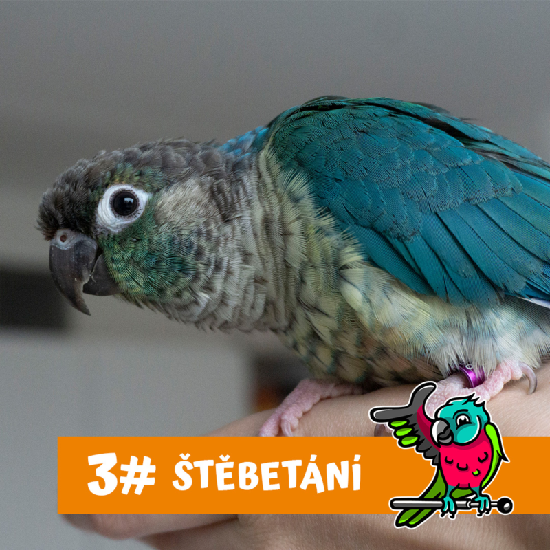 Obrázek epizody Je ručně dokrmený papoušek opravdu lepší?