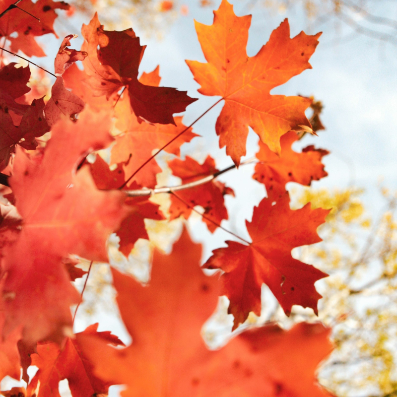 Obrázek epizody #68: Jaký bude podzim na finančních trzích?(ČSOB Investice pod pokličkou)