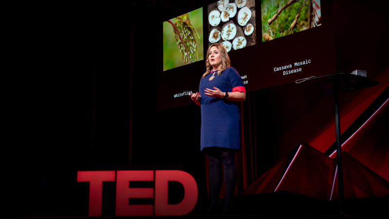 Obrázek epizody How we're using DNA tech to help farmers fight crop diseases | Laura Boykin