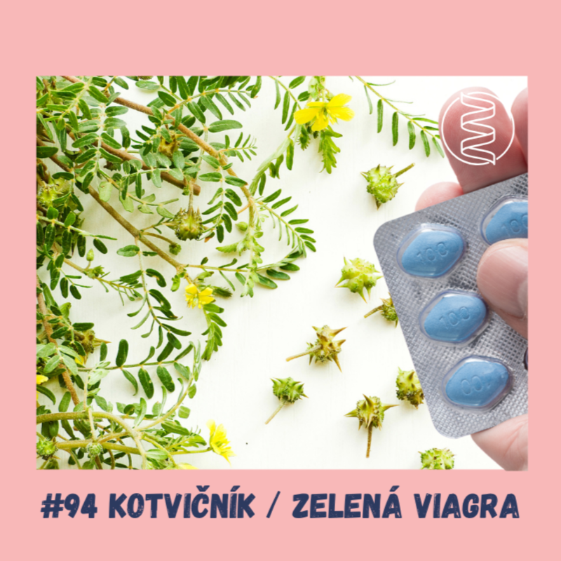 Obrázek epizody #94 KOTVIČNÍK , TRIBULUS / zelená viagra, kyselina močová, močové kameny, draslík, erekce, ejakulace, viagra, pohyblivost spermií, diabetes, deprese, úzkosti, zánět