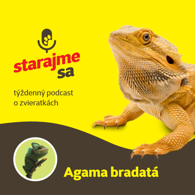 Obrázek epizody Teraristika: Agama bradatá