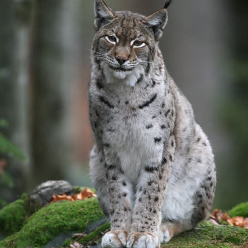 Obrázek epizody Šumavské podcasty #28 - Jak jsme vrátili rysa ostrovida na Šumavu - prof. Ing. Jaroslav Červený, CSc.