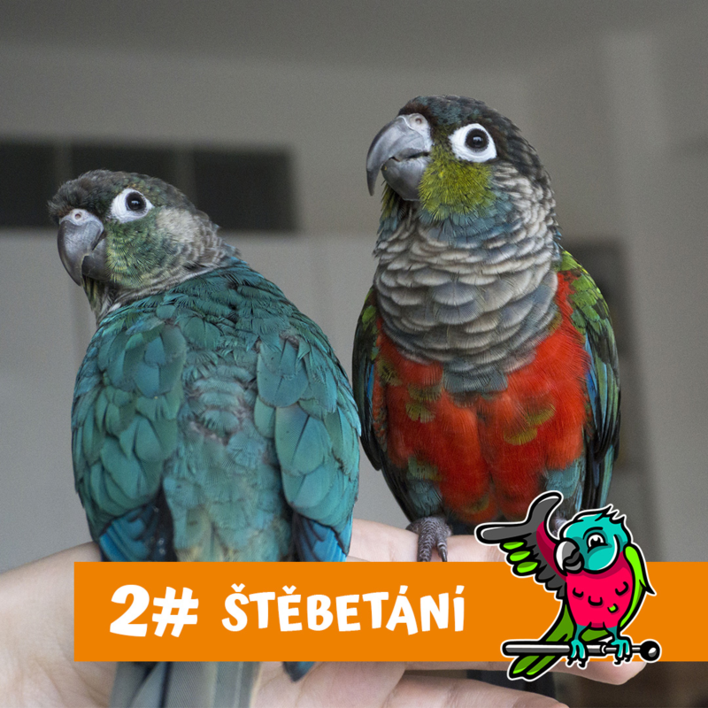 Obrázek epizody Úskalí nákupu papouška - na co si dát pozor?