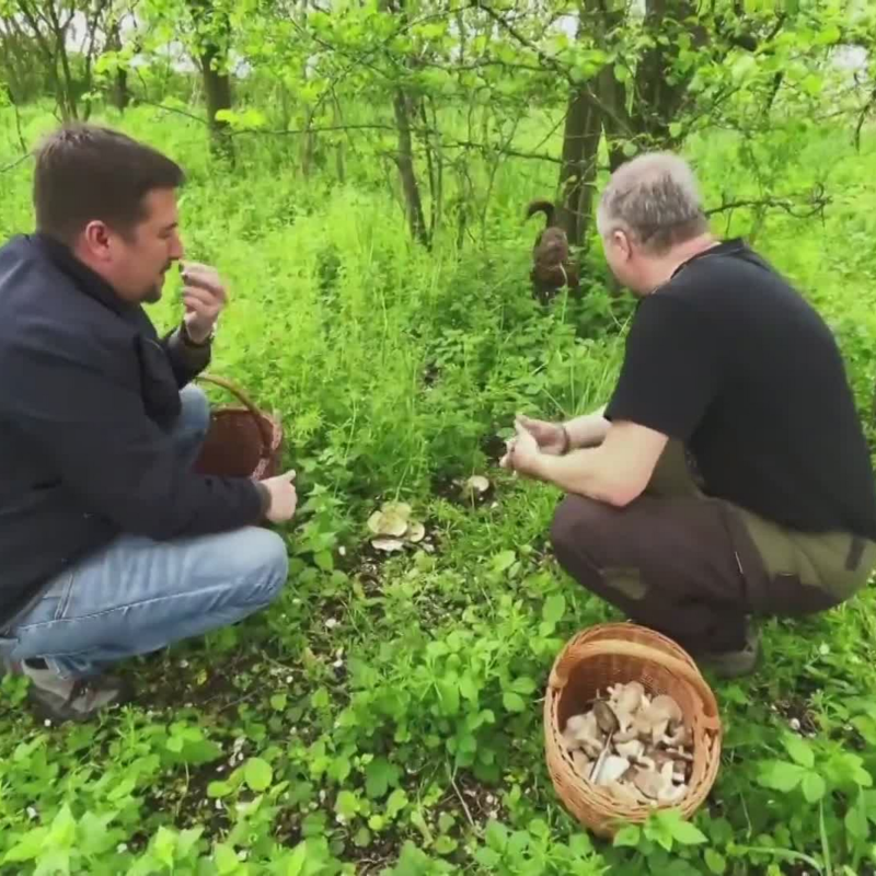 Obrázek epizody Houbová sezóna už běží. Kde máte největší šanci je najít? (zdroj: CNN Prima NEWS)