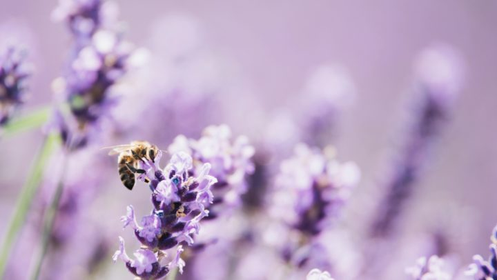 Obrázek epizody HOROSKOPY: Vodnáři, planety vás nejspíš budou tlačit do různých flirtů, pokusu a předvádění. Raději přibrzděte