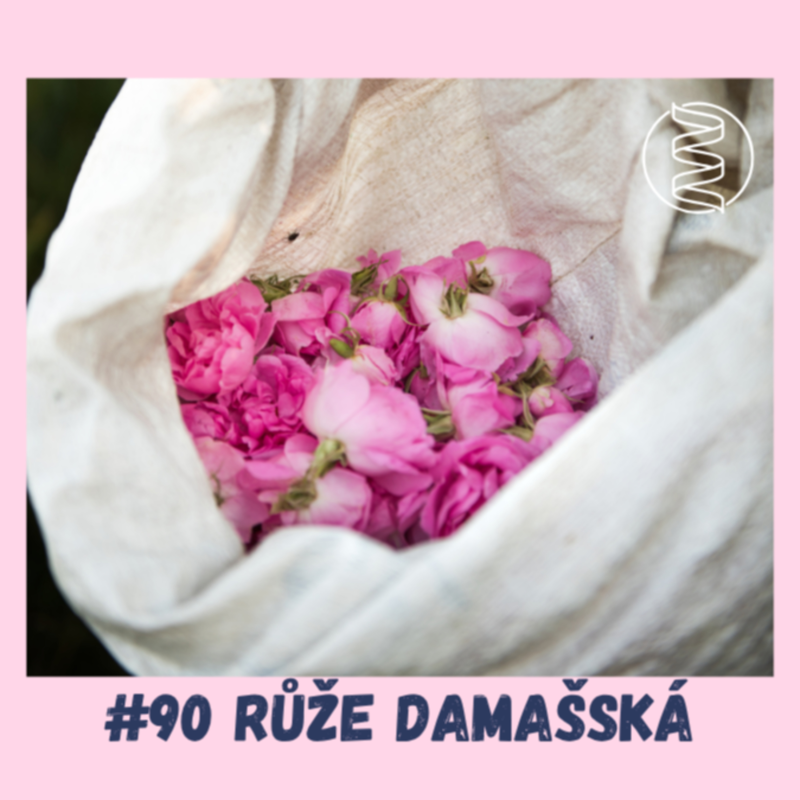 Obrázek epizody #90 RŮŽE DAMAŠSKÁ / duševní zdraví, spánek, psychika, aromaterapie, chuť na sex, léčba deprese, menopauza, podpora testosteronu, nespavost, krevní tlak, diabetes