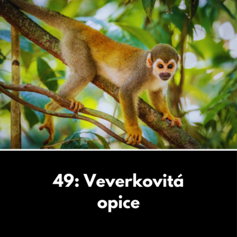 Obrázek epizody 49: Veverkovitá opice