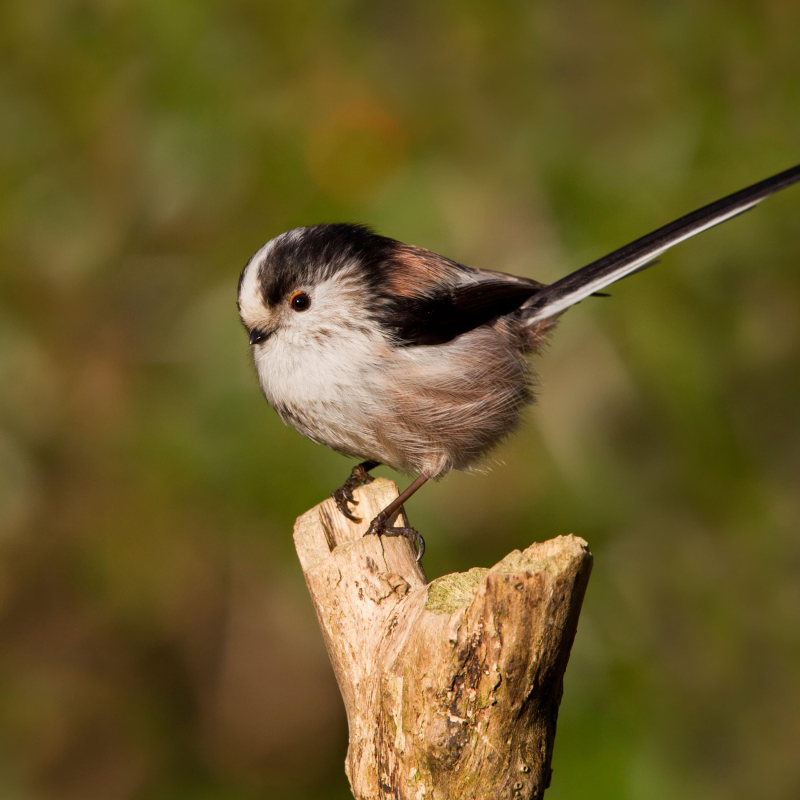 Obrázek epizody ‘A break from scrolling’: how Gen Z fell in love with birding