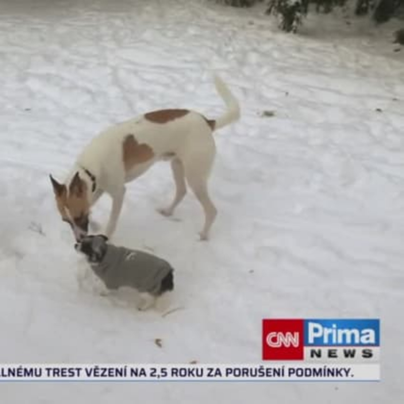 Obrázek epizody Se psem mě baví svět