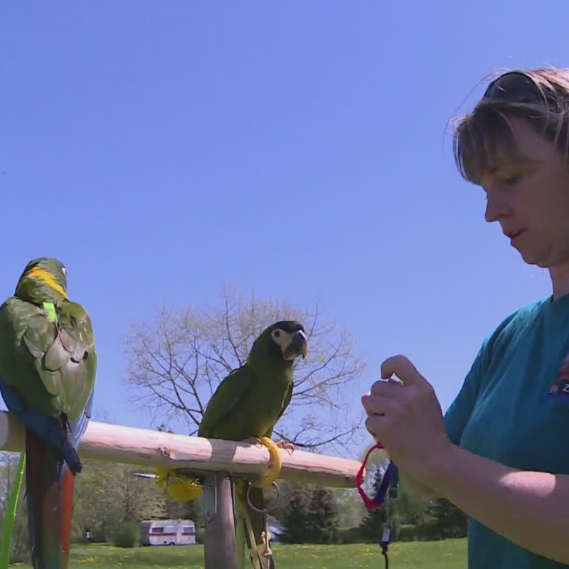 Obrázek epizody Covid a papoušci (zdroj: CNN Prima NEWS)