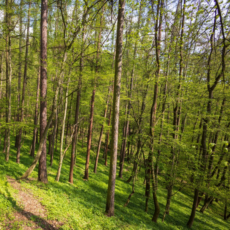 Obrázek epizody Ani přes slib vlády Národní park Křivoklátsko nebude. Snahy podkopali poslanci ODS