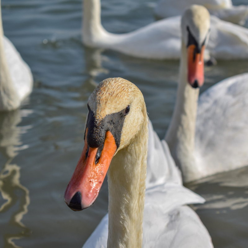 Obrázek epizody Nové případy ptačí chřipky