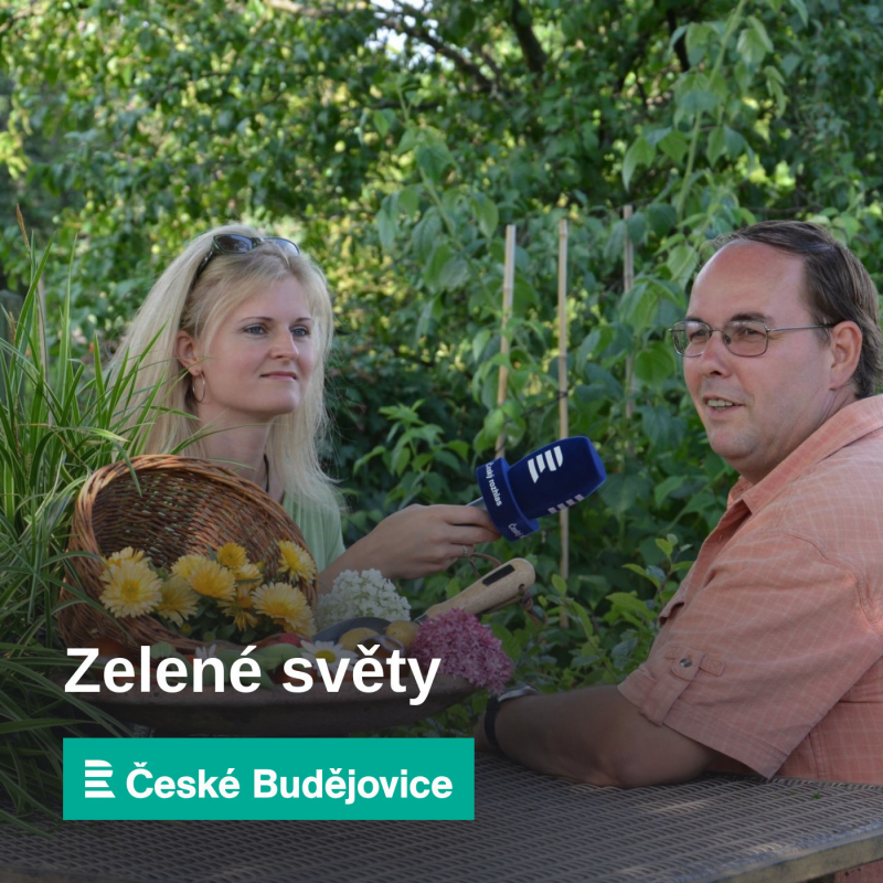 Obrázek epizody Tip na tři zajímavé stálezelené dřeviny a bez, kterému se říká černá krajka