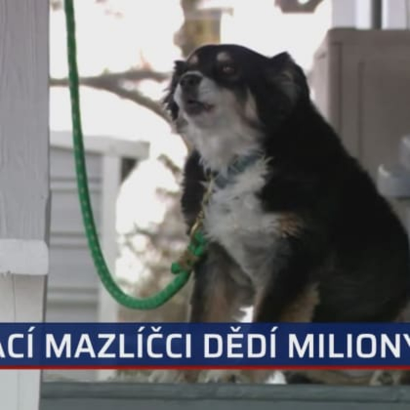 Obrázek epizody Zvířata, která přišla k nečekanému bohatství (Zdroj- CNN Prima NEWS)