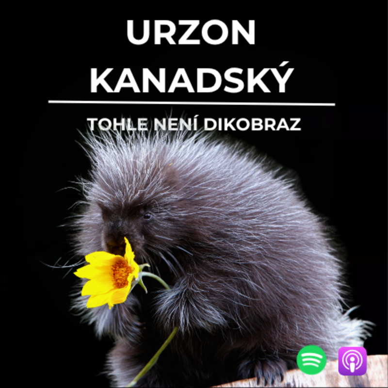 Obrázek epizody 77: Tohle není dikobraz | Urzon kanadský