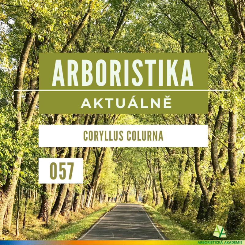 Obrázek epizody Coryllus colurna - Arboristika aktuálně #057