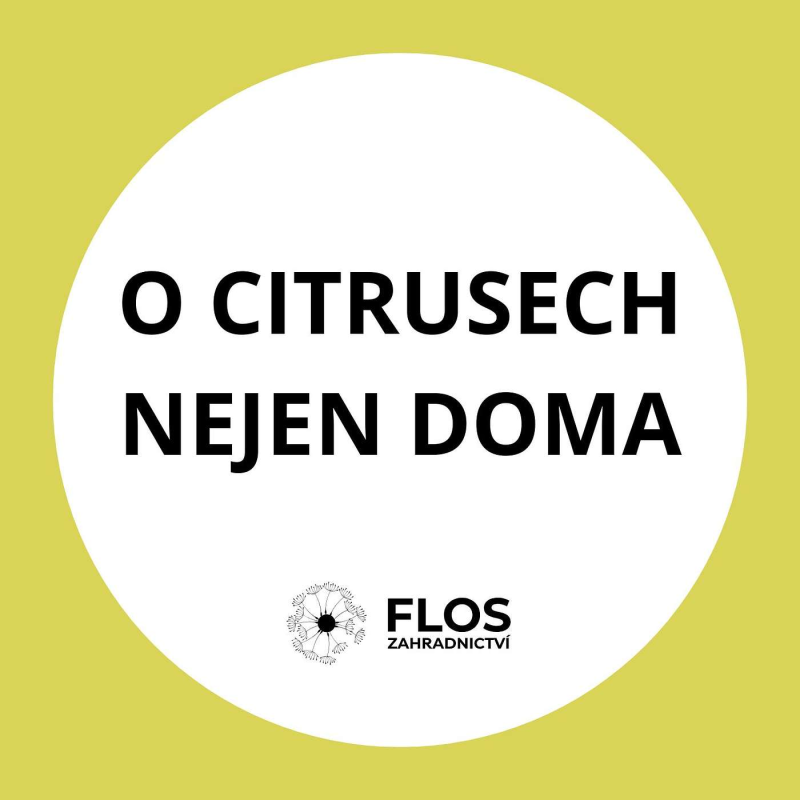 Obrázek epizody O domácím pěstování citrusů