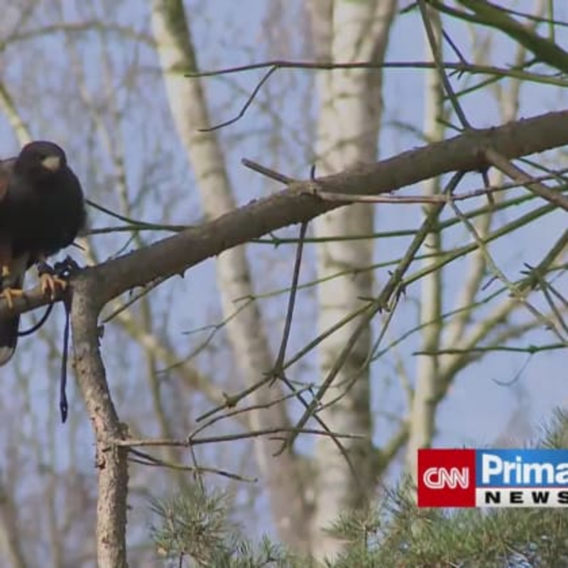 Obrázek epizody Na jedno z táborských sídlišť se opět vrátili havrani (zdroj: CNN Prima NEWS)