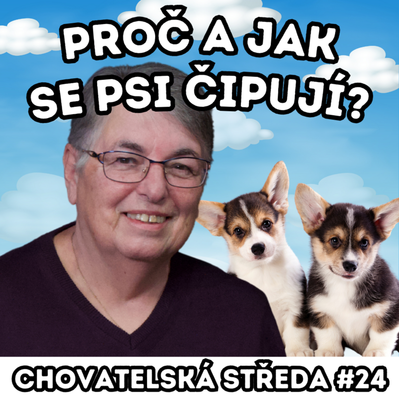 Obrázek epizody 👩⚕️ Proč a jak se psi ČIPUJÍ? 👩⚕️ | Chovatelská středa #24